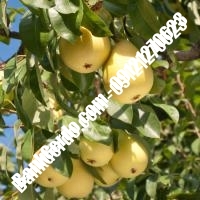 خرید فروش نهال گلابی لنگرود 09121270623 خرید فروش نهال گلابی لنگرود 09121270623