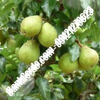 خرید فروش نهال گلابی مازندران 09121270623