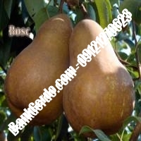 خرید فروش نهال گلابی محلات 09121270623 خرید فروش نهال گلابی محلات 09121270623