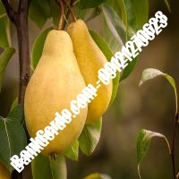 خرید فروش نهال گلابی محمدشهر 09121270623