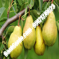خرید فروش نهال گلابی مراغه 09121270623