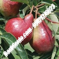 خرید فروش نهال گلابی مرودشت 09121270623 خرید فروش نهال گلابی مرودشت 09121270623