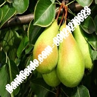 خرید فروش نهال گلابی مرکزی 09121270623 خرید فروش نهال گلابی مرکزی 09121270623