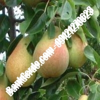 خرید فروش نهال گلابی مریوان 09121270623