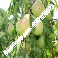 خرید فروش نهال گلابی مشگین‌شهر | 09121270623