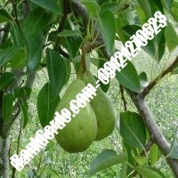 خرید فروش نهال گلابی ملارد 09121270623