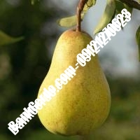 خرید فروش نهال گلابی مهاباد 09121270623