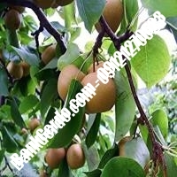 خرید فروش نهال گلابی میناب 09121270623 خرید فروش نهال گلابی میناب 09121270623