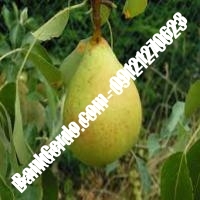 خرید فروش نهال گلابی نجف‌آباد 09121270623