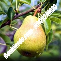 خرید فروش نهال گلابی نظرآباد 09121270623 خرید فروش نهال گلابی نظرآباد 09121270623