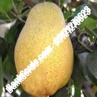 خرید فروش نهال گلابی نهاوند 09121270623 خرید فروش نهال گلابی نهاوند 09121270623