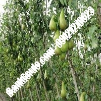 خرید فروش نهال گلابی نیشابور 09121270623
