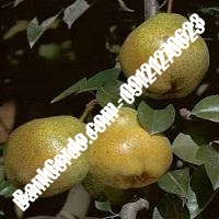 خرید فروش نهال گلابی همدان 09121270623 خرید فروش نهال گلابی همدان 09121270623