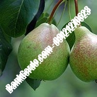 خرید فروش نهال گلابی کاشان 09121270623