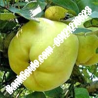 خرید فروش نهال گلابی کردستان 09121270623 خرید فروش نهال گلابی کردستان 09121270623