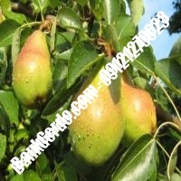 خرید فروش نهال گلابی کرمانشاه 09121270623