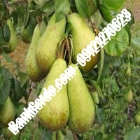 خرید فروش نهال گلابی کمال‌شهر 09121270623