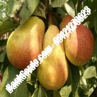 خرید فروش نهال گلابی کهک 09121270623 خرید فروش نهال گلابی کهک 09121270623