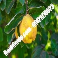 خرید فروش نهال گلابی کهگیلویه و بویراحمد 09121270623