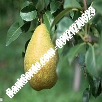 خرید فروش نهال گلابی کوهدشت 09121270623
