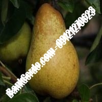 خرید فروش نهال گلابی گرمسار 09121270623 خرید فروش نهال گلابی گرمسار 09121270623