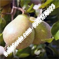 خرید فروش نهال گلابی یزد 09121270623
