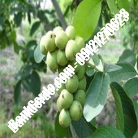 خرید و فروش قیمت نهال گردو نهال بادام نهال فندق در اسفراین 09121263524 خرید و فروش قیمت نهال گردو نهال بادام نهال فندق در اسفراین 09121263524