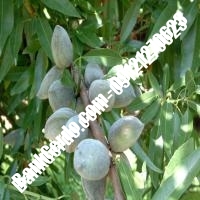 خرید و فروش نهال بادام در اسفراین 09121243524