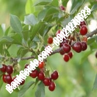قیمت خرید نهال آلبالو در آشخانه 09121263597