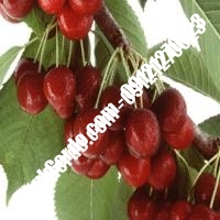 قیمت خرید نهال آلبالو در ابهر 09121263597