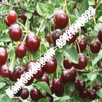 قیمت خرید نهال آلبالو در اسلامشهر 09121263597