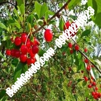قیمت خرید نهال آلبالو در اسلام‌آباد غرب 09121263597