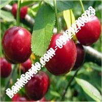 قیمت خرید نهال آلبالو در الوند 09121263597 قیمت خرید نهال آلبالو در الوند 09121263597