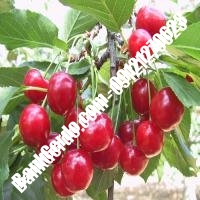 قیمت خرید نهال آلبالو در بانه 09121263597