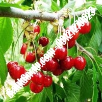 قیمت خرید نهال آلبالو در برازجان 09121263597