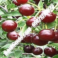 قیمت خرید نهال آلبالو در بروجن 09121263597