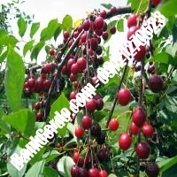 قیمت خرید نهال آلبالو در بندر ماهشهر 09121263597