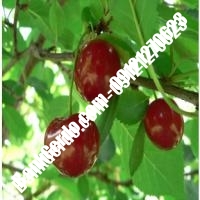 قیمت خرید نهال آلبالو در بندر کنگان 09121263597