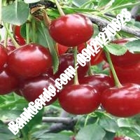 قیمت خرید نهال آلبالو در بندر گناوه 09121263597 قیمت خرید نهال آلبالو در بندر گناوه 09121263597