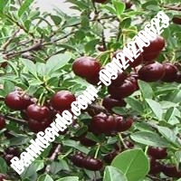 قیمت خرید نهال آلبالو در خراسان شمالی 09121263597