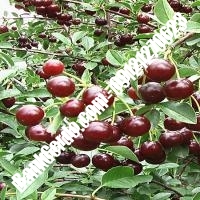 قیمت خرید نهال آلبالو در خمینی‌شهر 09121263597