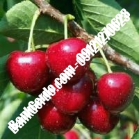قیمت خرید نهال آلبالو در خوزستان 09121263597