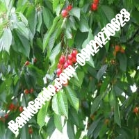 قیمت خرید نهال آلبالو در دهلران 09121263597