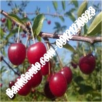 قیمت خرید نهال آلبالو در سیرجان 09121263597
