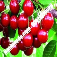 قیمت خرید نهال آلبالو در شاهرود 09121263597