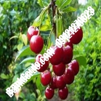 قیمت خرید نهال آلبالو در شهریار 09121263597