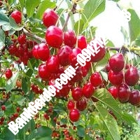 قیمت خرید نهال آلبالو در شیروان 09121263597