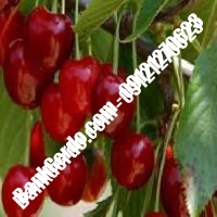 قیمت خرید نهال آلبالو در علی‌آباد کتول 09121263597