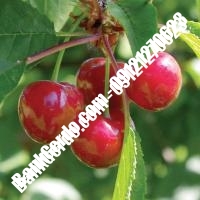 قیمت خرید نهال آلبالو در فرخ‌شهر 09121263597