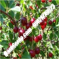 قیمت خرید نهال آلبالو در فیروزآباد 09121263597